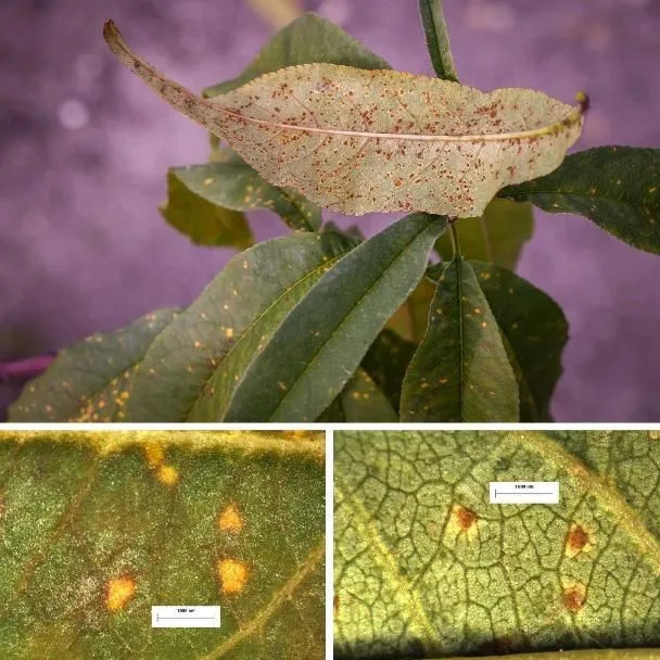 thumbnail for publication: Peach Rust (Transchelia spp.)